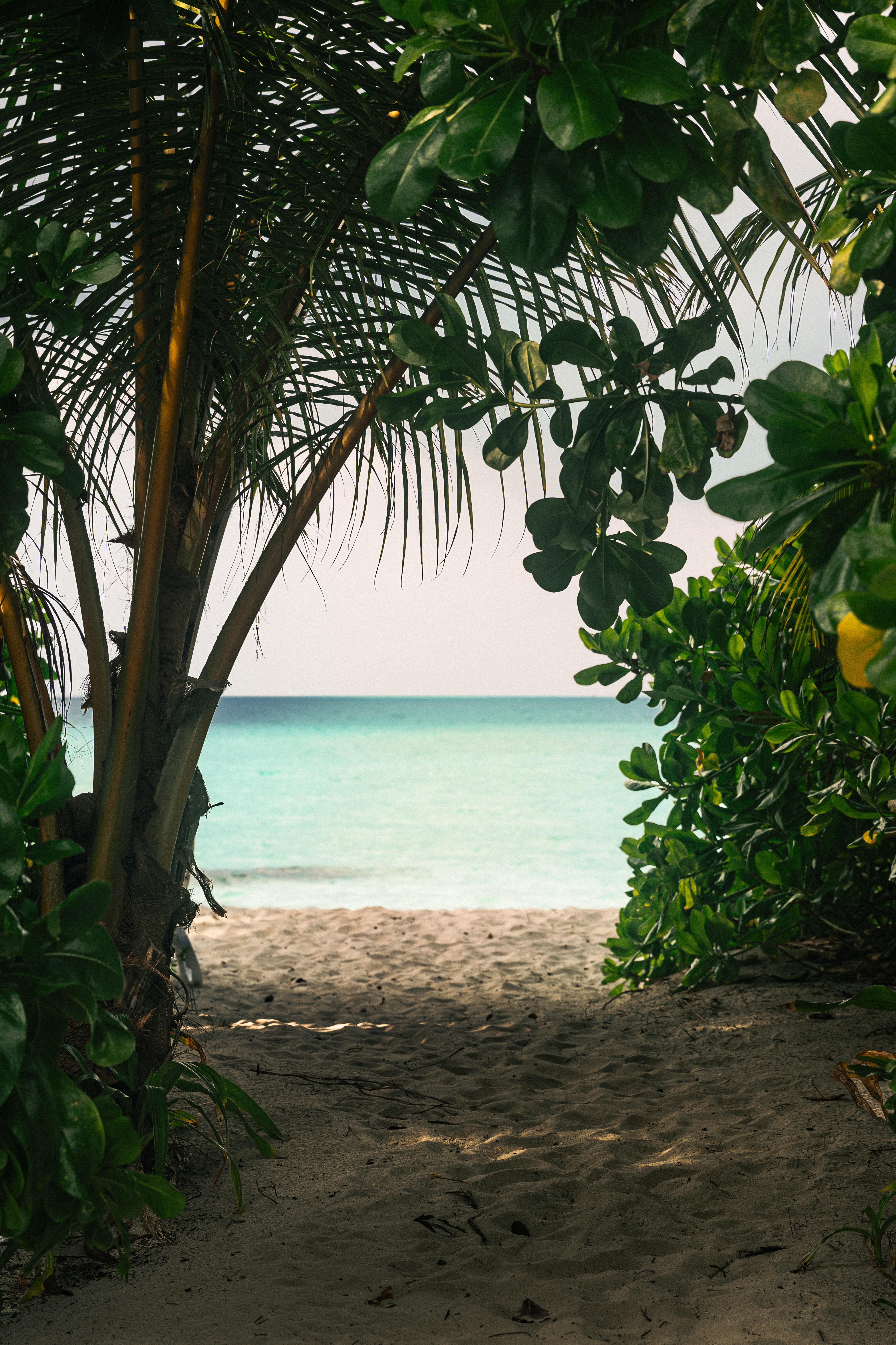 Jungle Path to the Beach